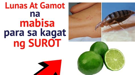 Halamang Gamot Na Mabisa Para Sa Kagat Ng Surot Youtube