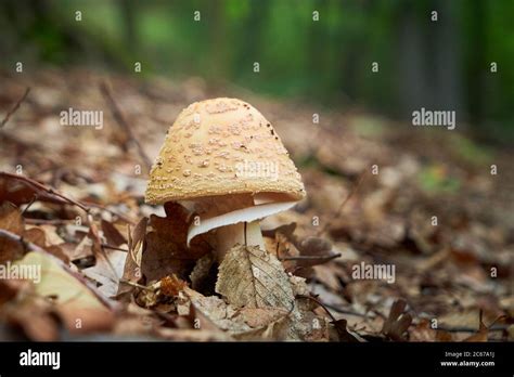 Blusher Mushroom Amanita Rubescens Edible Mushroom Stock Photo Alamy