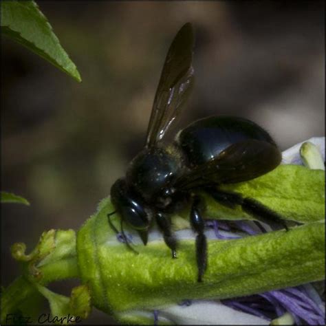 Xylocopa Micans Southern Carpenter Bee Nectaring Maypops Passiflora