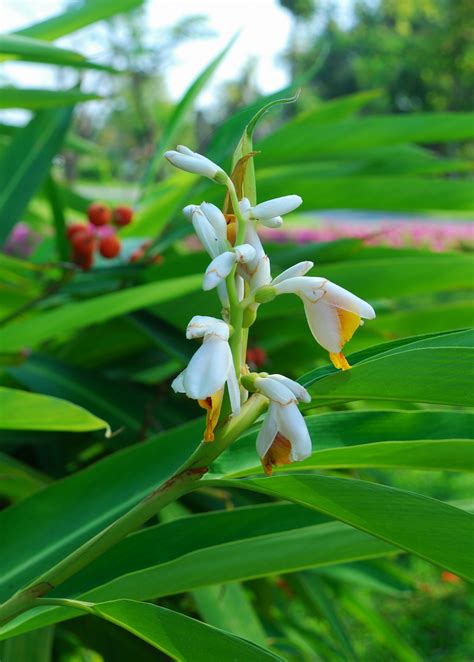 Lesser Galangal Alpinia Officinarum Edible Root Sow Exotic