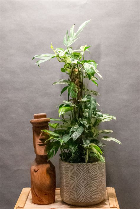 Epipremnum Marble Variegata Moai Jungle Több mint gondol