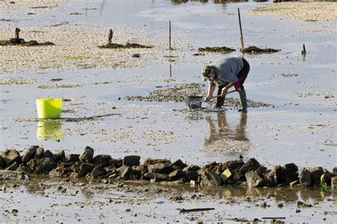 Scene Of A Shellfish Gatherer Harvesting Clams On The Beach Of Carril