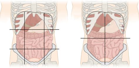 Lab 1 Abdominopelvic Regions And Quadrants Diagram Quizlet