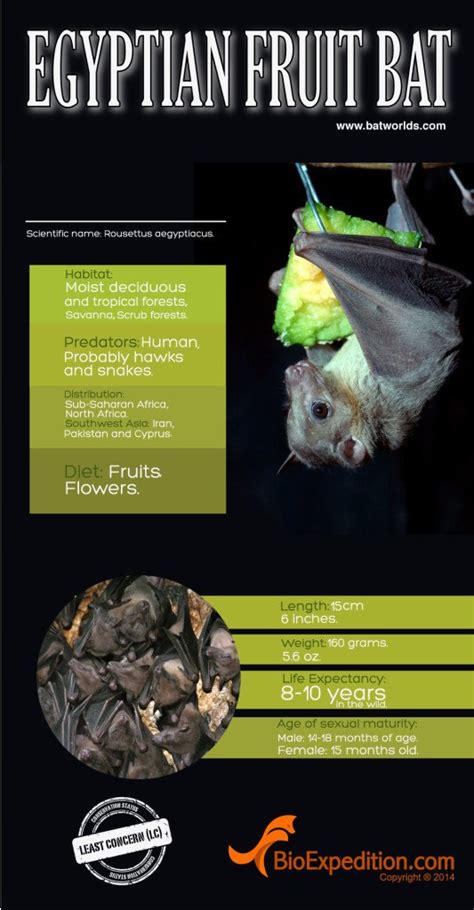 Egyptian Fruit Bat Infographic