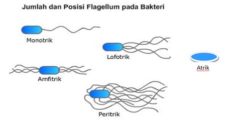 Struktur Sel Bakteri Info Pendidikan Dan Biologi