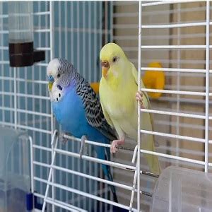 Why Do Parakeets Puff Up Most Impressive Things Vetpo Medix