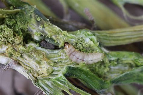 Squash Vine Borer Extension Entomology