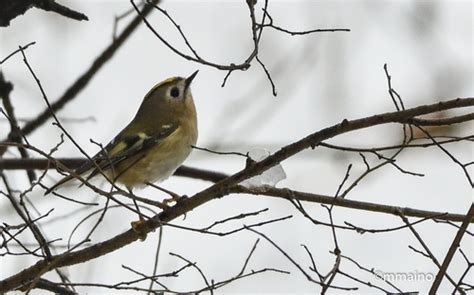 Subspecies Regulus regulus regulus · iNaturalist United Kingdom