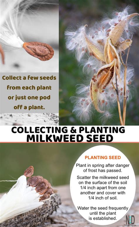 Collecting And Planting Milkweed Seed Nikki Lynn Design