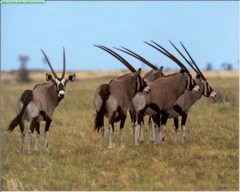 Oryx photos