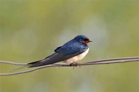 Ces Gestes Simples Conna Tre Pour Aider Les Oiseaux Survivre La