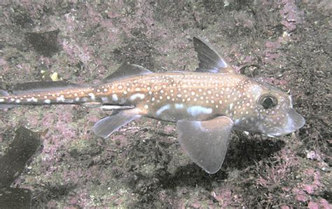 spotted ratfish oceana ocean creatures ocean underwater fish