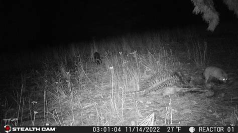 Skunk Trail Camera Photos & Videos