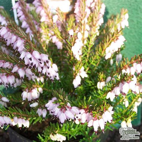 Buy Erica X Darleyensis Darley Dale Heather In The Uk