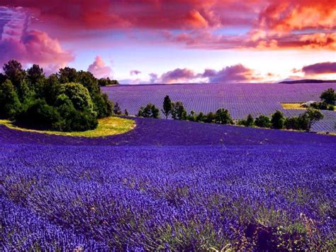 France, Lavender Fields | Beautiful landscapes, Beautiful nature ...