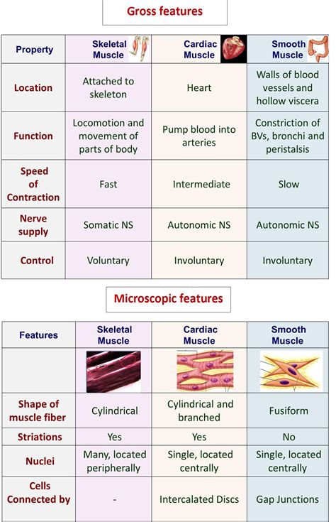 types  muscles skeletal cardiac  smooth anatomy qa
