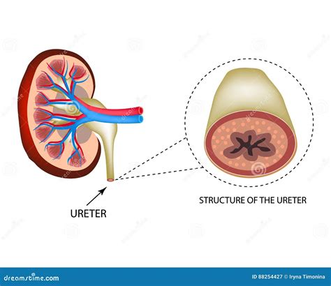 Structure Of The Ureter Infographics Vector Illustration On Isolated