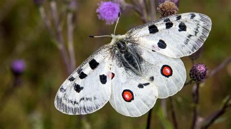 Biodiversit T Ein F Nftel Der Europ Ischen Tierarten Bedroht