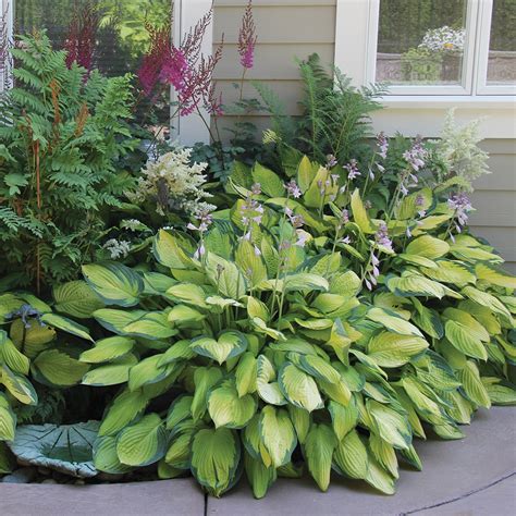 20+ Does Hosta Come Back Every Year