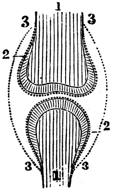 Position Of The Bone Cartilage And Synovial Membranes Clipart Etc