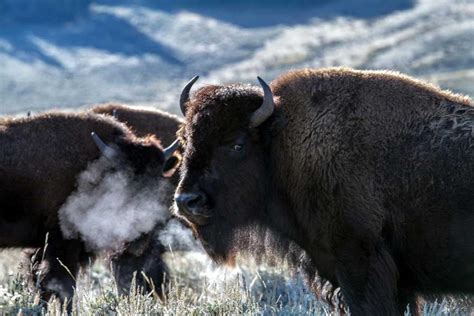 18 Facts About Wildlife in Yellowstone National Park - With Pictures