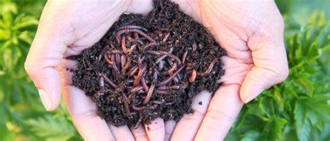 What is Worm Composting? Vermicomposting Secrets!