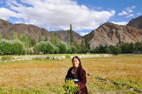 A glimpse on the culture of Ladakh - Against the Compass