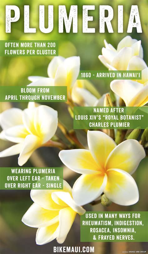 Plumeria Flower Color Meaning | Best Flower Site