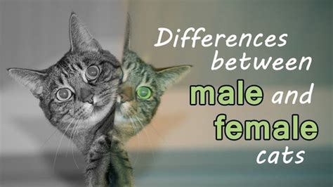 The Differences Between Male And Female Cats - Catological