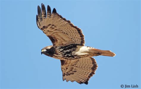 Raptor Identification And Photography The Northern Red Tailed Hawk