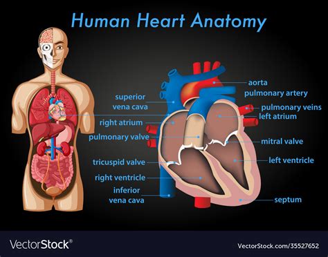 Information Poster Human Heart Anatomy Royalty Free Vector