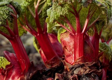 14 Absolute Best Rhubarb Varieties To Grow In Your Garden Gardening