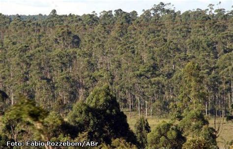 Eucalipto invade territórios do Sul da Bahia