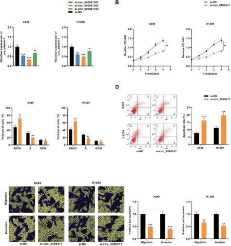 Knockdown Of Circ 0000517 Impeded The Proliferation Migration And