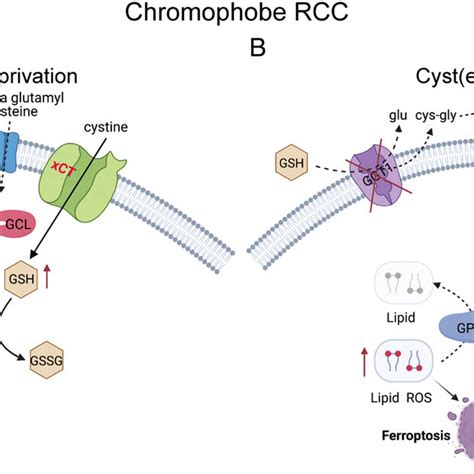 Schematic Diagram Showing The Mechanism Underlying Chrcc Sensitivity To