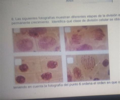 6 Las siguientes fotografias muestran diferentes etapas de la división