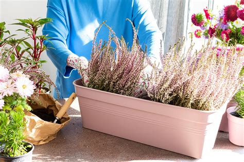 Wrzosy sadzenie i pielęgnacja roślin w ogrodzie HOME GARDEN