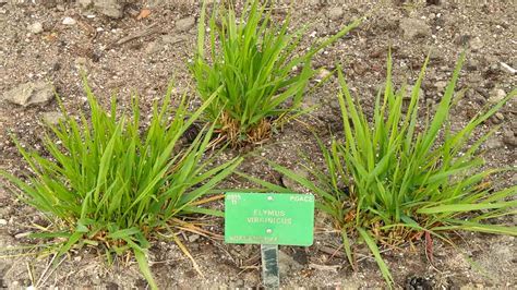 Virginia Wild Rye Homestead On The Range