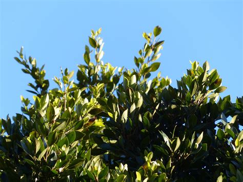 laurel, day, low angle view, canary laurel, summer, plant, no People ...