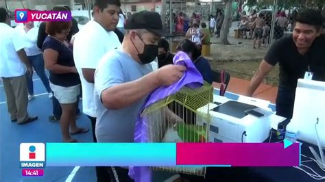 Acta De Nacimiento Para Mascotas Todo Lo Que Necesitas Saber Viltis