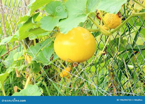 Summer Squash And Vines Stock Image Image Of Leaves 196294733