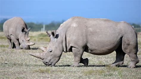 How Many White Rhinos Are Left In The World Salli Consuela