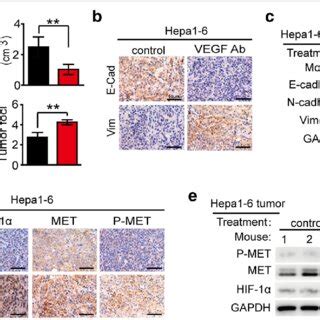 Vegf Signaling Inhibition Increased Tumor Metastasis And Met