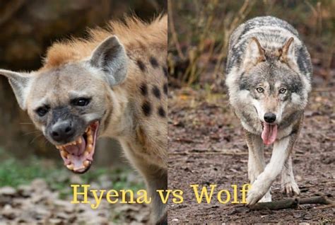 African Wild Dog Vs Hyena Comparing These Social Species 50 Off