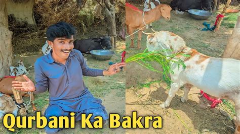 Qurbani Ka Bakra Le Liya 😍😍 Bilawalkhan Youtube