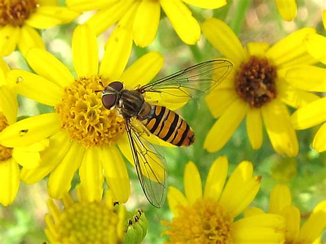 Marmalade Hoverfly Gedling Conservation Trust Nottingham