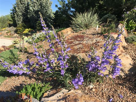 Showy Native Plants for Rocky Soils - Fine Gardening