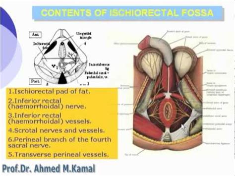 Ischiorectal Fossa 3d Ischioanal Fossa Wikipedia