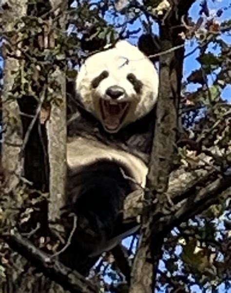 Adelaide Zoo reopened, and I think the pandas are happy about it : r ...