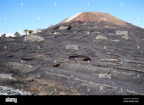 Muros De Piedra Que Rodean Los Vi Edos En Las Laderas Del Volc N